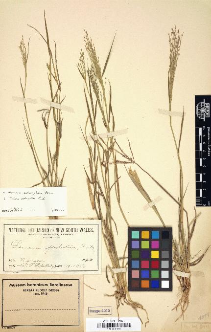 spécimen de Panicum prolutum